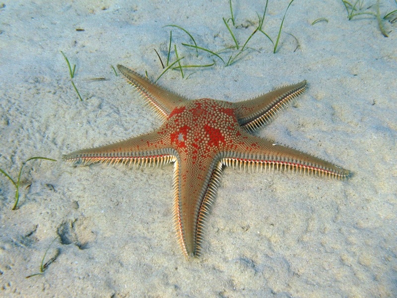 Astropecten aranciacus (Linnaeus, 1758)